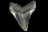3.67" Fossil Megalodon Tooth - South Carolina - #130704-2
